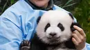 Anak panda raksasa yang baru lahir "Bao Mei" menghadap ke arah kamera saat diperkenalkan kepada publik  di taman margasatwa Pairi Daiza, Brugelette, Belgia, Kamis (14/11/2019). Panda kembar "Bao Di" dan saudara betinanya "Bao Mei" lahir pada Agustus 2019. (AP/Olivier Matthys)