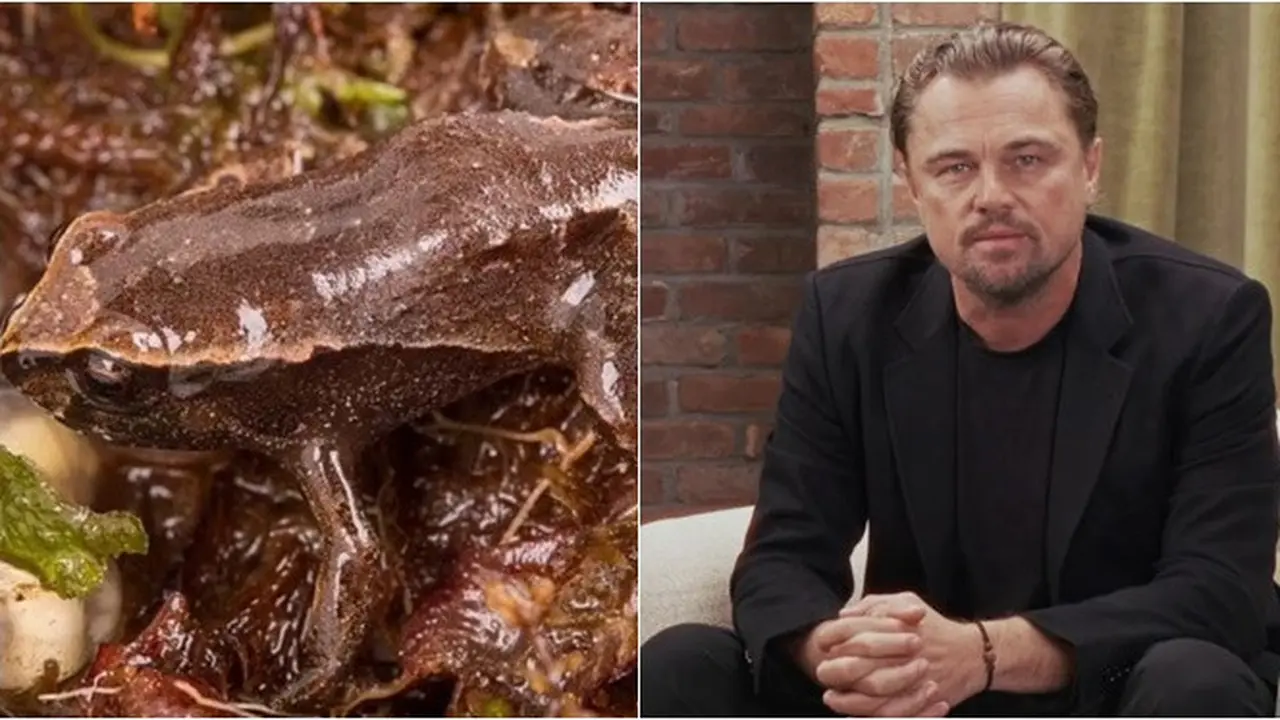 Spesies Katak Baru Dinamai Leonardo DiCaprio, Penghargaan Atas Pelestarian Alam
