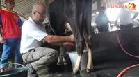 Perah Susu Sapi Baiknya Ditekan Bukan Ditarik, Kenapa?