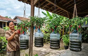 8 Ide Galon Bekas untuk Menanam Cabai Gantung, Hemat Lahan dan Estetik