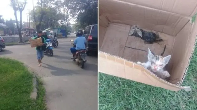 Aksi Ojol Selamatkan Kucing