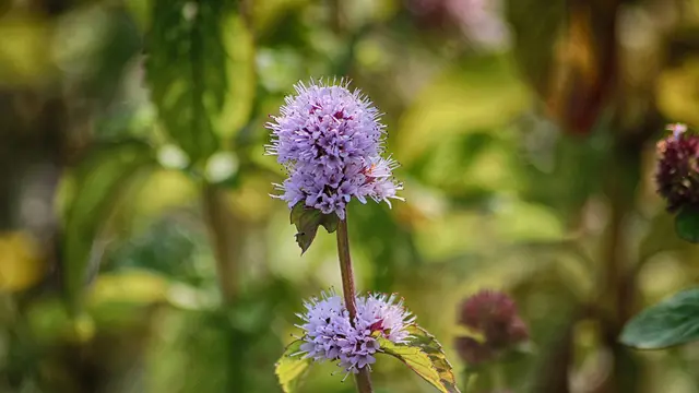 Watermint