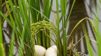Bagaimana Bentuk Telur Ular Sawah? Identifikasi untuk Menghindari Bahaya