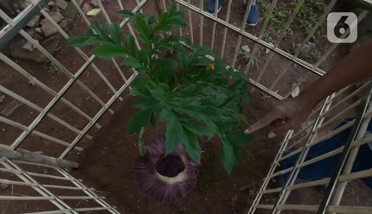 Bunga Bangkai (Amorphophallus Titanium) yang tumbuh di Taman Perumahan Pondok Kopi RW 09, Jakarta Timur, Rabu (17/11/2021). Bunga bangkai yang sudah ditanam selama 4 tahun dengan tinggi 50 cm baru tumbuh bunga 3 hari dan mengeluarkan bau tidak sedap. (merdeka.com/Imam Buhori)