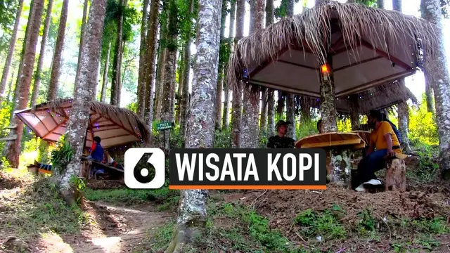 VIDEO: Wisata Kopi di Lereng Gunung Sumbing