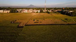 Foto udara ini memperlihatkan petani sedang memotong tanaman padi yang rusak akibat kekeringan di Aneuk Galong, Provinsi Aceh, Minggu, 30 Agustus 2026. (AFP/ Chaideer Mahyuddin)