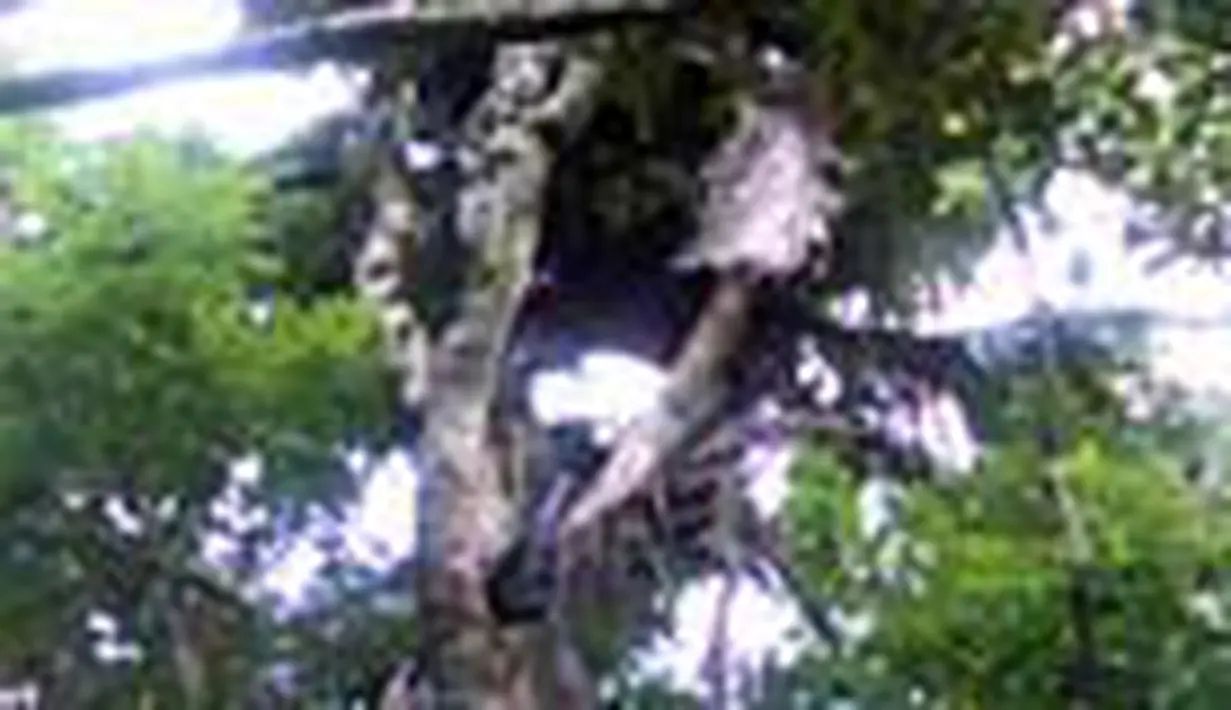 liputan6