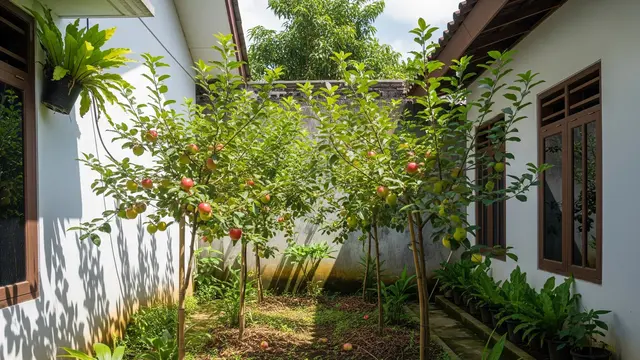 Kebun Buah Mini Sistem Spindle (Baris Rapat)