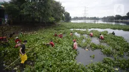 Pekerja dari Dinas Pekerjaan Umum (PU) Kota Tangerang Selatan melakukan pengangkatan eceng gondok di Situ Pamulang, Tangerang Selatan, Banten, Senin (2/11/2020). Eceng gondok yang tumbuh liar hampir menutupi Situ Pamulang mulai dibersihkan. (merdeka.com/Dwi Narwoko)