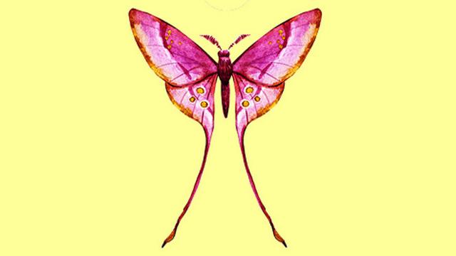 Pilih Satu Kupu-Kupu Favorit, Pilihanmu Ungkap Sisi Tersembunyi Dirimu