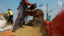 Petani memanen padi jenis Jarong (unggulan) di Kawasan Bekasi-Jakarta, Selasa (2/7/2019). Hasil panen padi kali ini para petani kurang memuaskan akibat cuaca yang tidak menentu dan serangan hama. (merdeka.com/Imam Buhori)