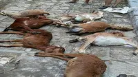 Misteri 50 Kambing di Gunungkidul Mati Kehabisan Darah, Vampir?