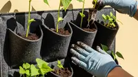 7 Trik Menanam Buncis Mini di Vertical Planter untuk Ruang Terbatas