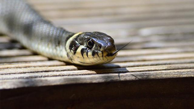 Saking Hausnya, Ular Ini Jinak Saat Diberi Minum Pakai Gelas