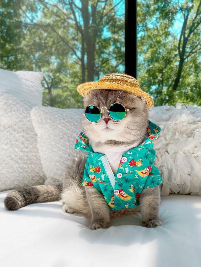 8 Potret Kucing saat Pakai Kostum Unik Ini Curi Perhatian, Menggemaskan