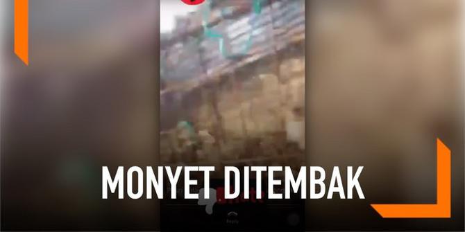VIDEO: Kejam, Pria Tembak Mati Monyet yang Terperangkap