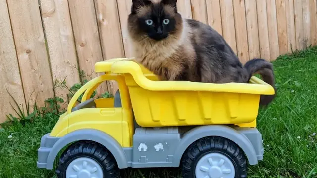 7 Momen Lucu Kucing Naik Mobil Mainan, Ekspresinya Bikin Gemas