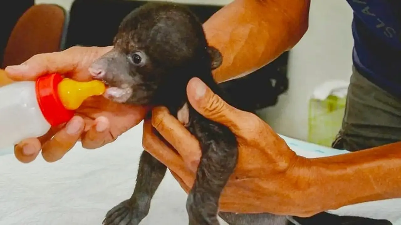Bayi beruang madu yang ditinggal induknya dalam perawatan BBKSDA Riau.