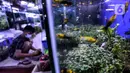 Ikan hias terlihat di Sentra Ikan Hias, Dinas Kelautan, Pertanian dan Ketahanan Pangan DKI Jakarta, Senin (9/8/2021). Penurunan penjualan ikan hias karena pemerintah melakukan pembatasan aktivitas masyarakat untuk mencegah kerumunan. (Liputan6.com/Johan Tallo)