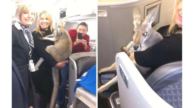 7 Potret Kelakuan Manusia yang Terlalu Sayang Binatang Ini Bikin Geleng Kepala