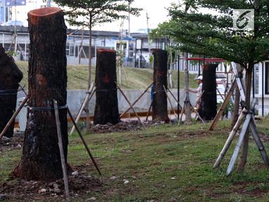 Delapan pohon yang berasal dari Jalan Sudirman dipindah ke kawasan RTH Kalijodo, Jakarta Utara, Kamis (15/3). Pohon yang dipindah merupakan jenis mahoni. (Liputan6.com/Arya Manggala)