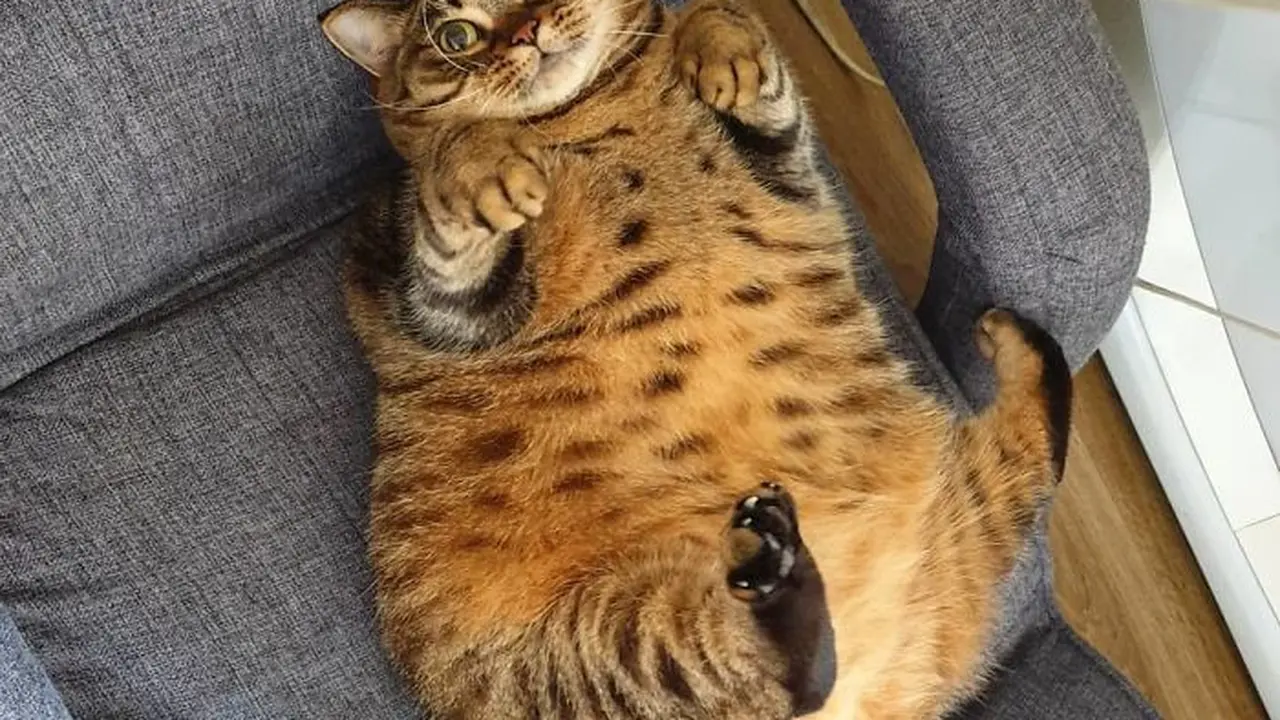kucing gempal