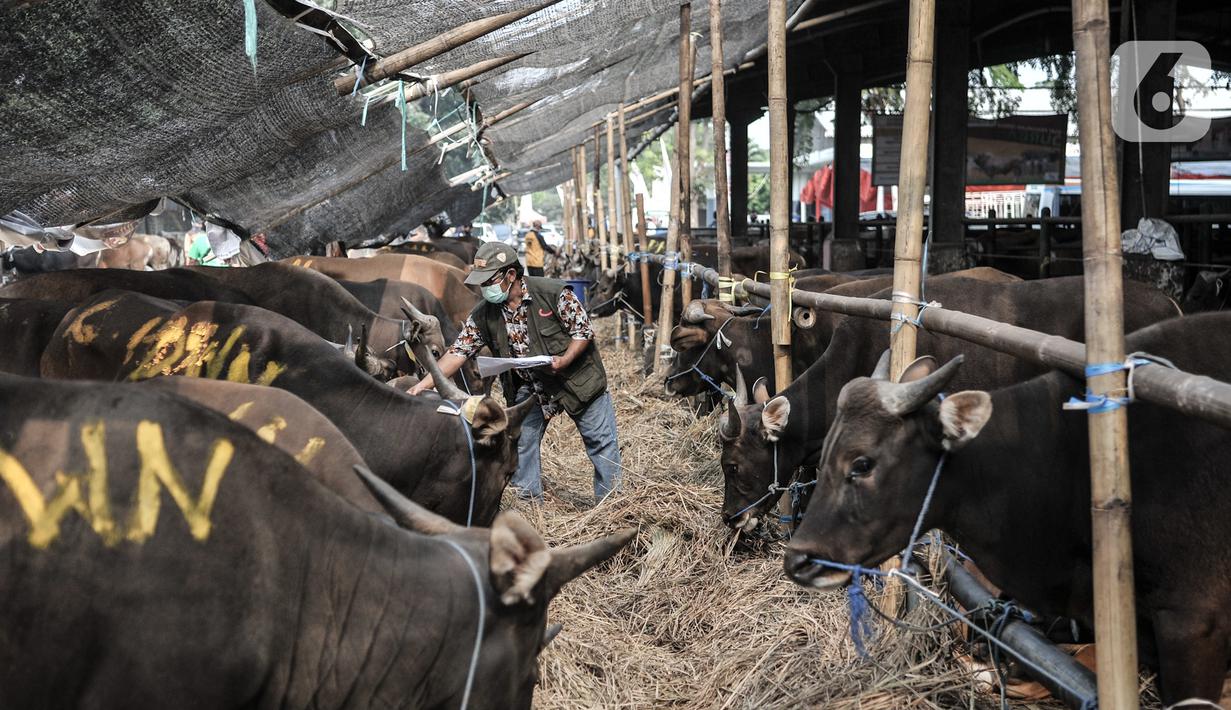 Petugas mendata sapi yang akan dijadikan hewan kurban di Rumah Pemotongan Hewan (RPH) PD Dharma Jaya, Cakung, Jakarta, Kamis (30/7/2020). Menjelang Hari Raya Idul Adha 2020, RPH PD Dharma Jaya melakukan berbagai persiapan. (merdeka.com/Iqbal S. Nugroho)