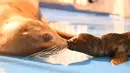 Seekor bayi singa laut beristirahat di objek wisata Harbin Polarland di Harbin, Provinsi Heilongjiang, China timur laut, pada Sabtu (20/6/2020). Beberapa hari lalu, seekor bayi singa laut lahir dengan kondisi yang sehat di Harbin Polarland, Harbin. (Xinhua/Wang Jianwei)