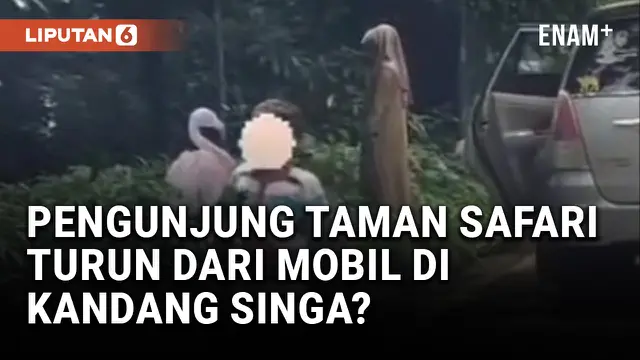 VIDEO: Viral Pengunjung Taman Safari Indonesia Keluar dari Mobil di Area Terlarang