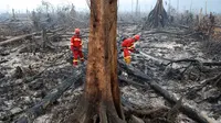 Petugas pemadam kebakaran berusaha mematikan sisa titik api yang masih menyala di cagar alam biosfer Giam Siak Kecil di Riau (3/9/2015). Sebagian lahan hutan yang memiliki luas ratusan ribu hektar itu terlihat hangus. (AFP PHOTO/ALFACHROZIE)