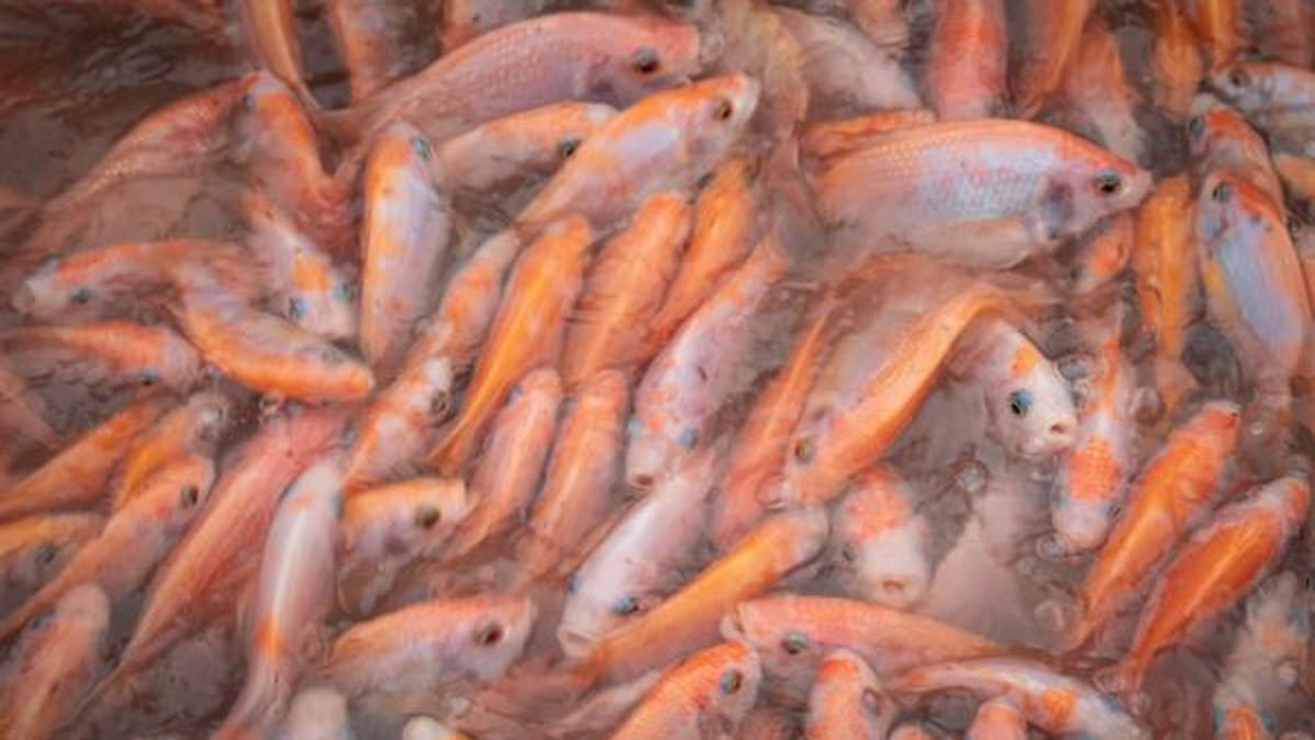 Jenis Ikan Mudah Diternak dengan Sistem Hemat Air, Tak Perlu Kolam Besar