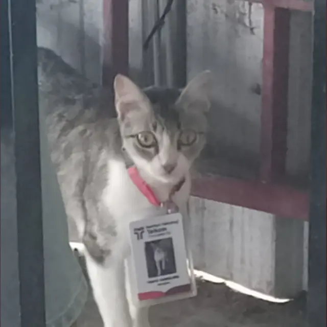 6 Potret Kucing Jadi 'Karyawan' Ini Menggemaskan, Ekspresinya Lucu Banget
