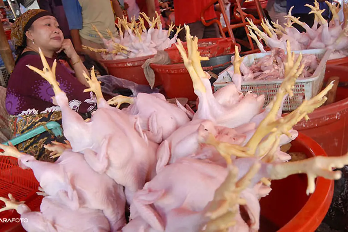 daging-ayam130725b.jpg