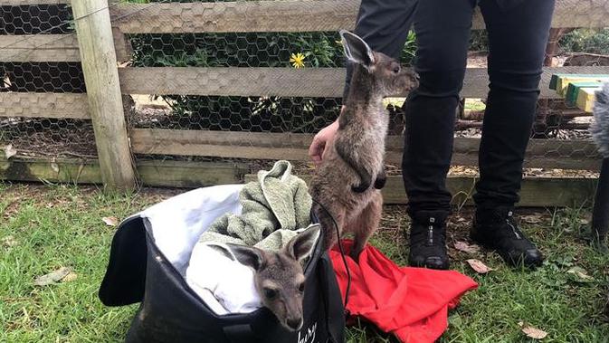 Bayi kanguru dirawat di peternakan di Burnside, Australia Barat (Liputan6.com/Shinta NM Sinaga)
