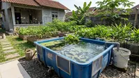 Cara Membuat Kolam Nila dari Bak Bekas di Pekarangan Rumah