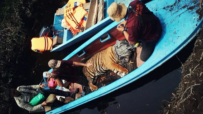 Evakuasi harimau terjerat kawat baja di Riau memakai sampan.