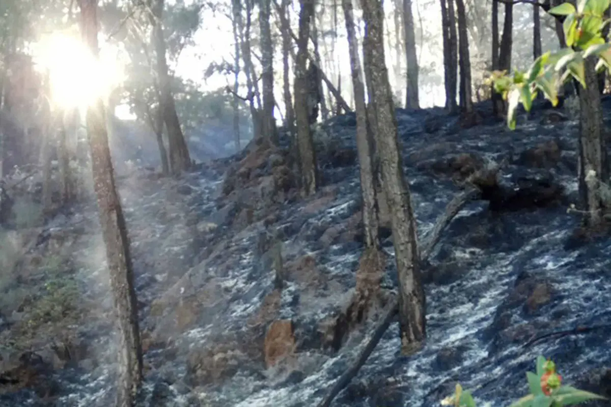 Pemadaman Kebakaran di Gunung Arjuno Butuh Water Bombing