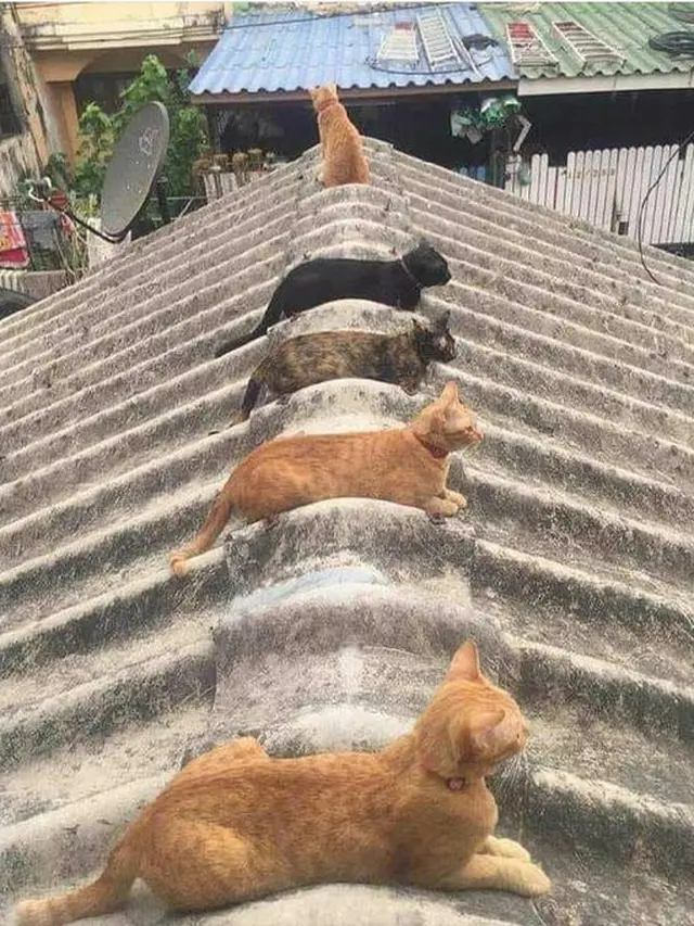 6 Potret Kucing Berjemur Ini Curi Perhatian, Pencari Vitamin D