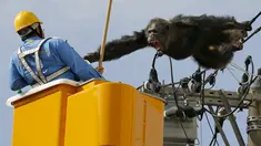 Simpanse jantan bernama Chacha berusaha menyerang petugas ketika hewan primata berusia 24 tahun itu memanjat sebuah tiang listrik, setelah kabur dari Kebun Binatang Yagiyama Zoological Park di Kota Sendai, Jepang, Kamis (14/4). (Reuters/ Kyodo)