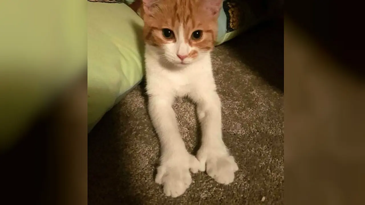 Paddles, kucing peliharaan Perdana Menteri Selandia Baru mati tertabrak mobil (Twitter/@FirstCatofNZ)