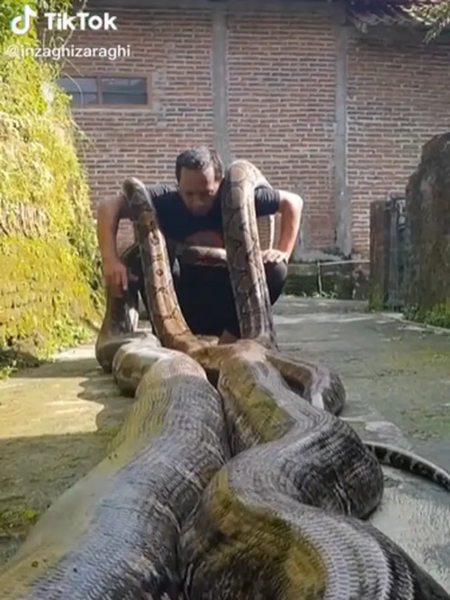 Viral Pria Pelihara Ular Phyton Sebesar Anaconda, Bikin Bergidik