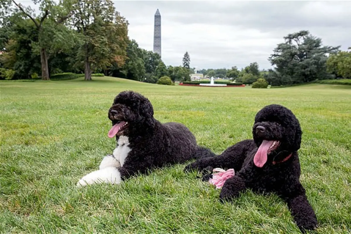 Mengaku Sebagai Yesus, Laki-laki Ini Ingin Menculik Anjing Obama