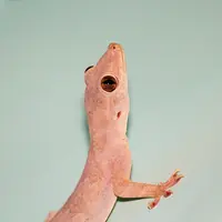 ilustrsi gambar cicak (sumber: Pixabay)