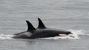 Paus pembunuh J35 (depan) berenang dengan kelompoknya di pantai Alaska, Amerika Serikat, Sabtu (11/8). J35 membuat rekor terlama berenang bersama bangkai sang buah hati yang biasaya hanya dilakukan selama sepekan. (Center for Whale Research via AP)