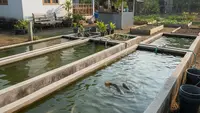 Cara Membuat Kolam Sederhana untuk Ternak Ikan Gabus di Rumah, Praktis dan Mudah