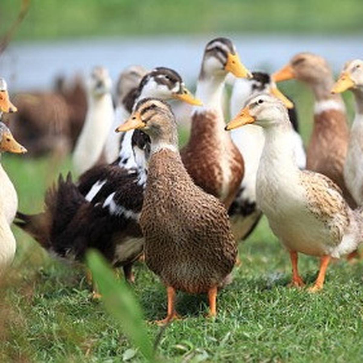 lebih untung ternak ayam atau bebek