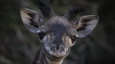 Anak jerapah masai betina berusia dua minggu diperlihatkan ke publik di Kebun Binatang LA di Los Angeles, California (18/10/2019). Kebun Binatang LA belum memberi nama anak jerapah yang lahir dengan tinggi 1,98 cm (6 kaki 6). (AFP Photo/Mark Ralston)