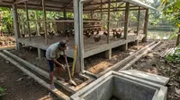 Sistem Drainase Kandang Ayam yang Benar, Rahasia Ternak Sehat