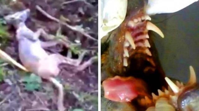 Mengerikan, 5 Makhluk Aneh yang Keberadaannya Dipertanyakan