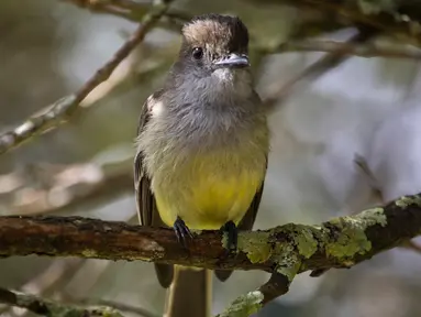 Seekor burung bertengger di pepohonan di bukit San Miguel, dekat Medellin, Kolombia, Kamis (18/5). Pada tanggal 17 Mei, Kolombia diumumkan sebagai juara Global Big Day, dengan 1.486 spesies burung. (AFP/JOAQUIN SARMIENTO)